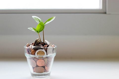 Green plant, Money, Coins