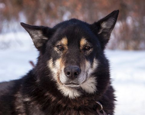 11 Worst States To Be An Animal 