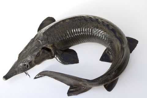  Korolevskaya Nataliya/Shutterstock.com 