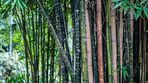 bamboo-142635_1280