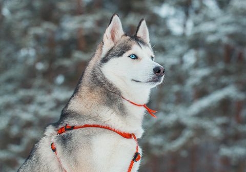 10 Most Profitable Dogs to Breed and Sell