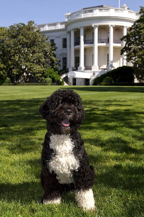 Portuguese Water Dog