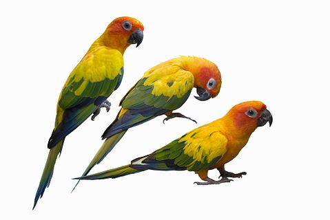 9 Most Profitable Reptiles, Pets And Farm Animals To Breed in America