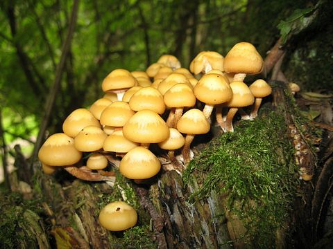 10 Most Profitable Gourmet Mushrooms to Grow