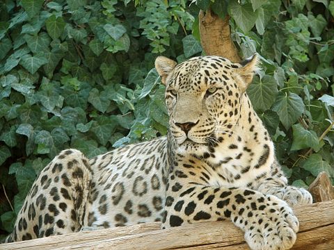 11 Worst Countries For Animal Cruelty
