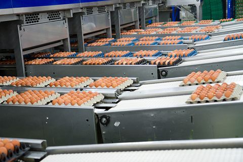 10 Largest Egg Producing Countries In The World