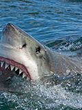 10 Horrific Shark Attack Videos Caught on Tape