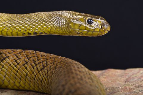 10 States with Most Snake Bites in America