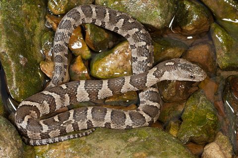 10 Most Common Snakes in America