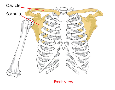 Easiest Bones to Break Safely and Painlessly