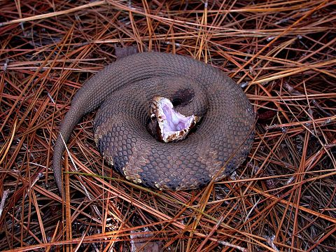 10 Most Common Snakes in America