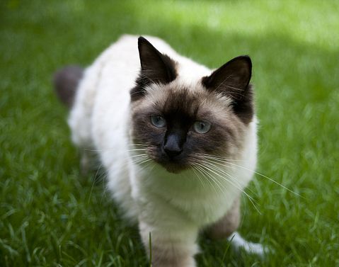 Most Expensive Cat Breeds in the World
