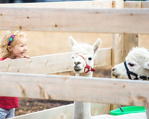 llama-935947_1280 11 Best Places to Visit in USA for Families