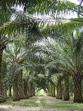 12 Biggest Palm Oil Companies In The World