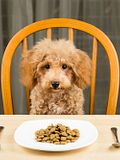 10 Easily Digestible Foods for Dogs