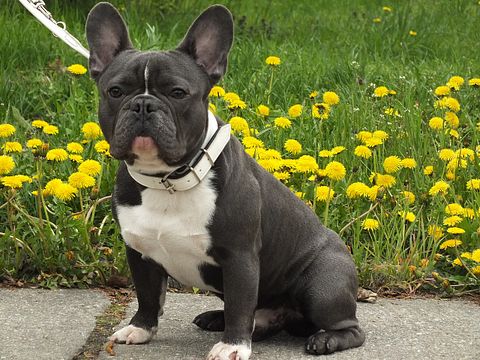 Most Expensive Dog Breeds in the World