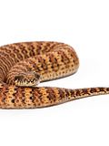 11 Most Venomous Snakes in Australia