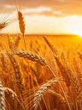 Top 15 Wheat Producing Countries in the World