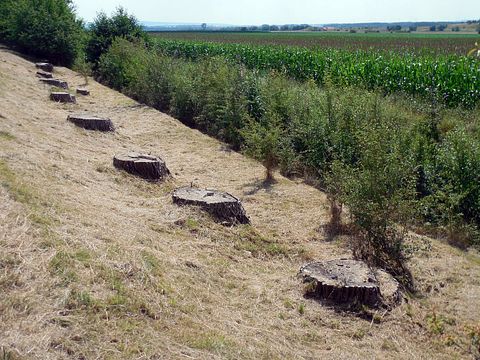 Countries with the Highest Deforestation Rates in the World