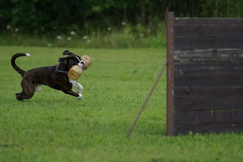 Most Profitable Pet Businesses to Start Today