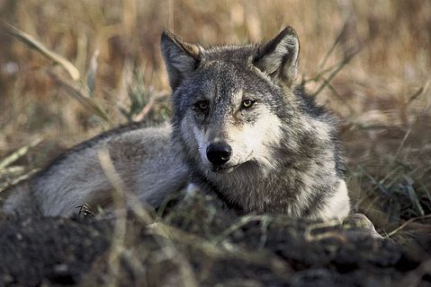11 Worst Countries For Animal Cruelty