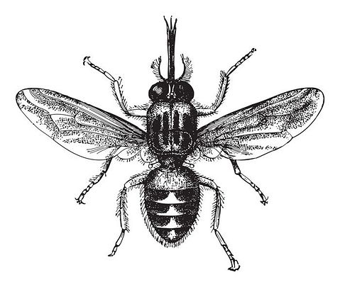 Animals That Killed The Most People in The World - Tsetse Flies