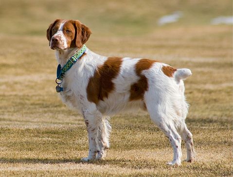 brittany-spaniel-518261_1280