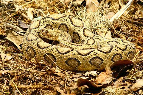 20 Most Deadliest Snakes in the World