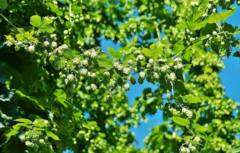 10 Biggest Hop Producing Countries In The World
