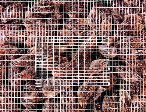 10 Biggest Chicken Producing States in America