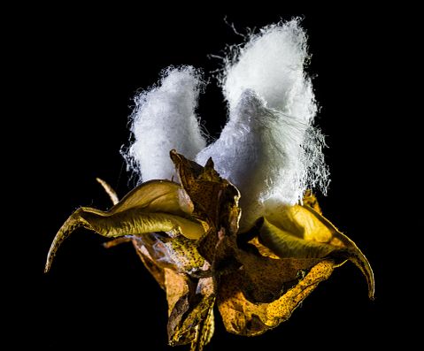 8 Countries that Produce The Most Cotton in The World