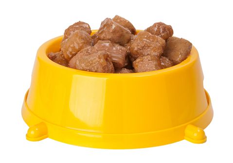 food, dog, wet, bowl, pet, isolated, meal
