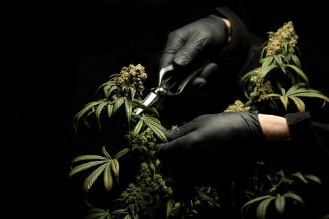 5 Best CBD Stocks to Buy Right Now