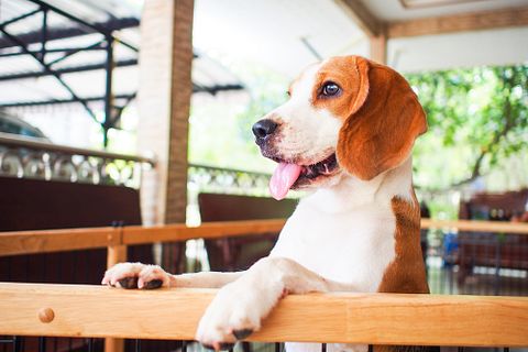 10 Best Service Dog Breeds For PTSD