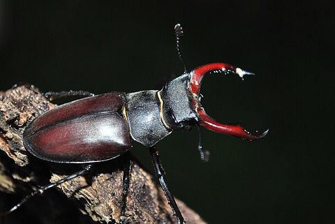stag-beetle-385094_640