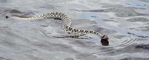 11 Most Venomous Rattlesnake Species in the World