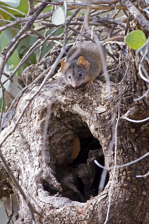 Gypsytwitcher/Shutterstock.com