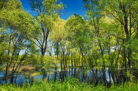 bogumil/Shutterstock.com