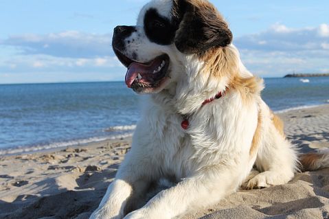Deadliest Dog Breeds in the World Saint Bernard
