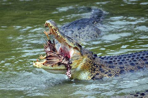 Ery Azmeer/Shutterstock.com