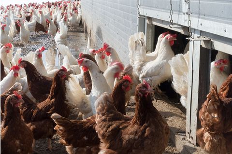 Strong US Chicken Profits Led to BMO Capital's Target Price Increase on Pilgrim's Pride (PPC)