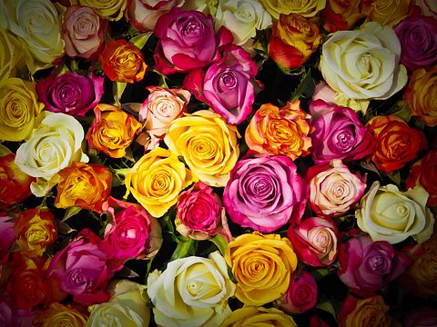 Countries that Export the Most Cut Flowers in the World