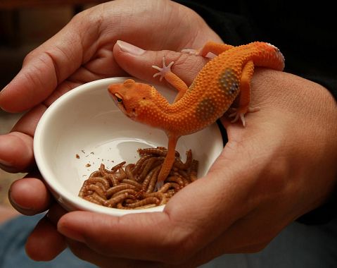 10 Snake Breeders and Reptile Shops in NJ and New York