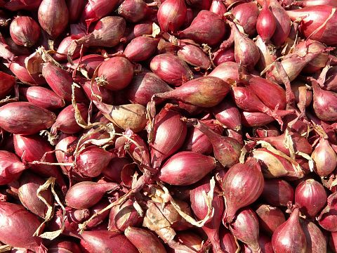 Countries that Produce the Most Onion in the World