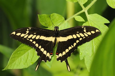 Serguei Koultchitskii/Shutterstock.com