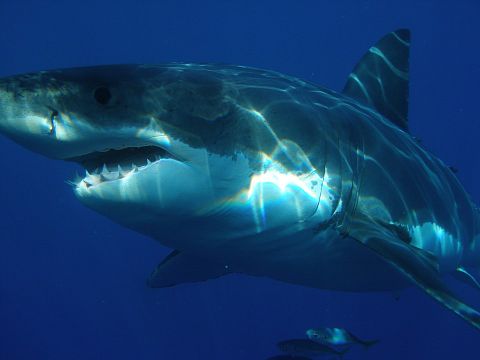 Most Aggressive Sharks In The World