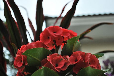 10 Easiest Flowers To Grow Indoors