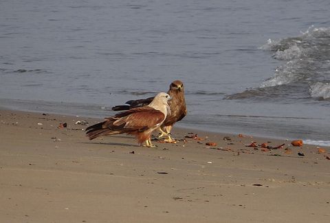 brahminy-kite-621085_1280
