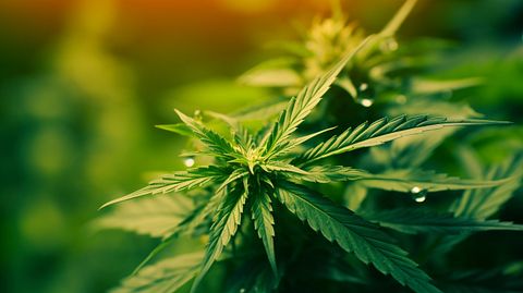 Compass Point Moves Innovative Industrial Properties (IIPR) to Neutral