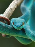 10 Websites to Buy Venomous Snakes Cheap With Free Shipping